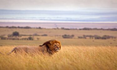 Aventure safari ultime de 8 jours : Masai Mara, lac Nakuru, Amboseli, Tsavo Ouest, collines de Taita et Tsavo Est.