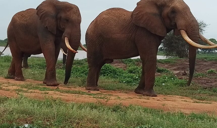 Découverte des Merveilles des Parcs Nationaux de Tsavo : Est et Ouest