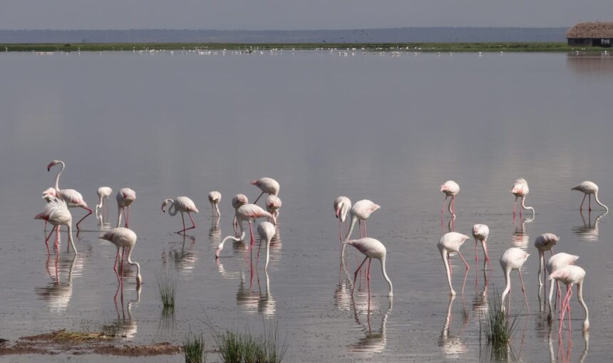 Explorez les Merveilles du Parc National du Lac Nakuru : Une Destination Incontournable pour les Amateurs de Nature