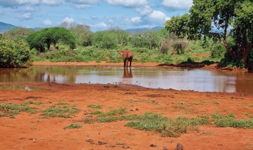 Découvrez les Merveilles de la Réserve Nationale de Samburu : Un Joyau Caché du Kenya