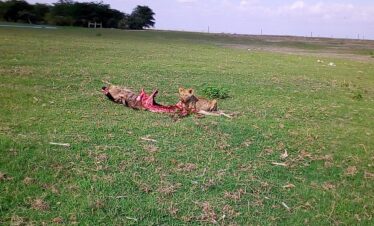 Safari Kiboko de 6 Jours : Découverte de la Nature Sauvage et de la Splendeur Côtière du Kenya