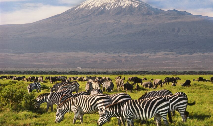 Pourquoi Réserver Tôt est Essentiel pour Votre Safari 2025