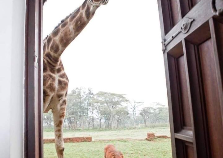 Des Magazines de Voyage à la Réalité : Planifier le Safari Parfait en Afrique