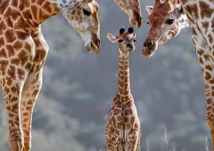 Pourquoi Réserver Tôt est Essentiel pour Votre Safari 2025