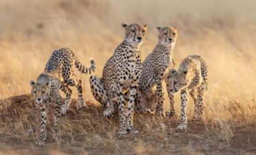 Éclat du Safari : Exploration des Paysages Emblématiques du Kenya