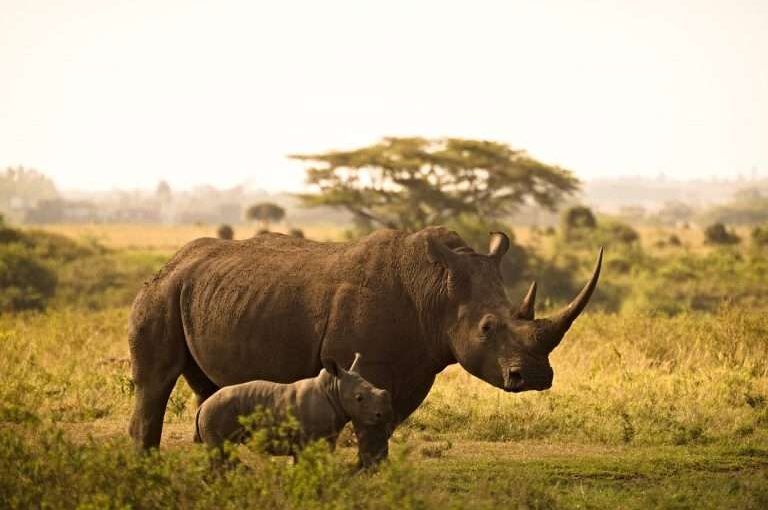 Tour Afrique : Votre Porte d’Entrée vers l’Aventure Ultime entre Safari et Plage