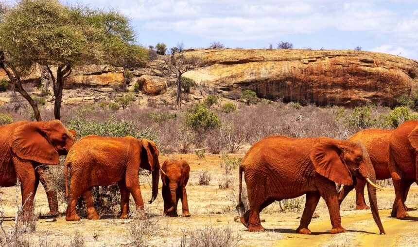 Les Meilleurs Forfaits Safari pour une Aventure Africaine Sans Tracas