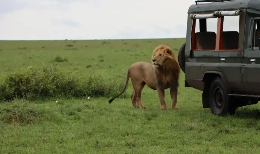 Pourquoi le Kenya est-il le meilleur endroit pour une expérience de safari Big 5 ?