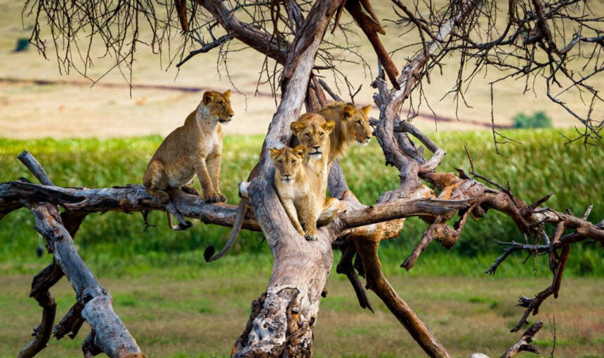 Comment explorer les paysages du Kenya de manière similaire à un safari ?