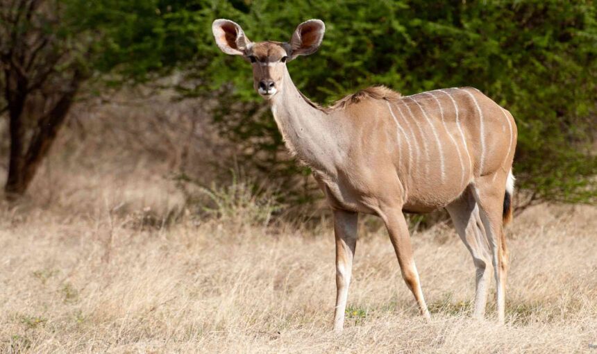 Saviez-vous que les Koudous sont des Maîtres du Camouflage ? Découvrez les Meilleurs Endroits pour les Observer au Kenya