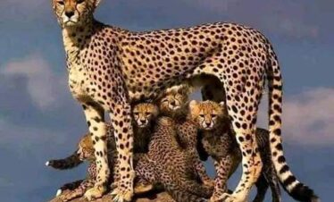 Safari Ultime Serengeti & Cratère du Ngorongoro : 3 Jours, 2 Nuits depuis Arusha.