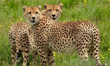 10 jours de safari en Tanzanie et escapade à la plage de Zanzibar