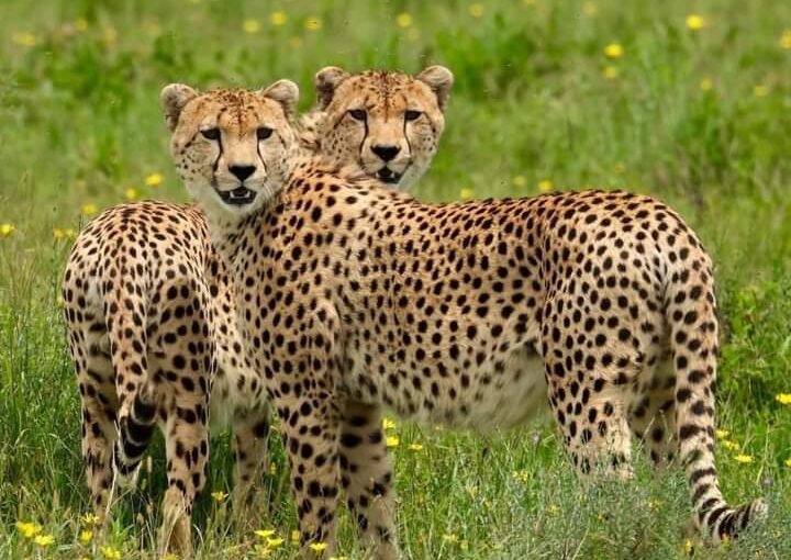 Quels parcs nationaux et réserves du Kenya devriez-vous explorer pour une beauté naturelle à couper le souffle et une faune impressionnante ?