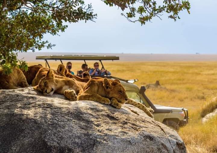 Safari ou Plage ? Pourquoi les Voyageurs Français Choisissent les Deux