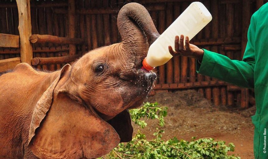 Explorer le Kenya : des aventures en plein air pour toute la famille lors d’un safari inoubliable et d’un sĂ©jour balnĂ©aire