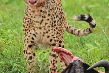 Safari en septembre 2025 : Pourquoi c’est le moment parfait pour explorer l’Afrique de l’Est