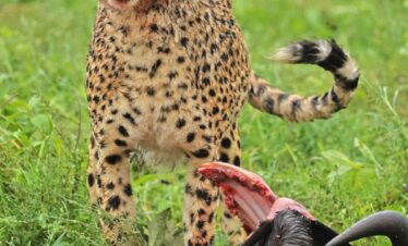 Odyssée du Safari Ultime – Un Voyage de 14 Jours à Travers le Kenya et la Tanzanie