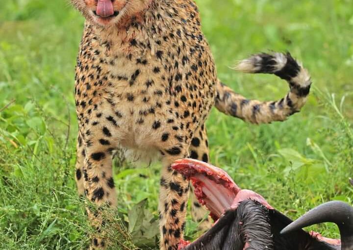 Safari en septembre 2025 : Pourquoi c’est le moment parfait pour explorer l’Afrique de l’Est