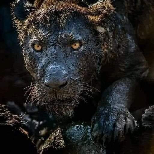 Un Voyage à Travers le Kenya : Des Eaux Tranquilles de Naivasha aux Terres Sauvages d’Amboseli et Tsavo, se Terminant sur les Plages Immaculées de Diani