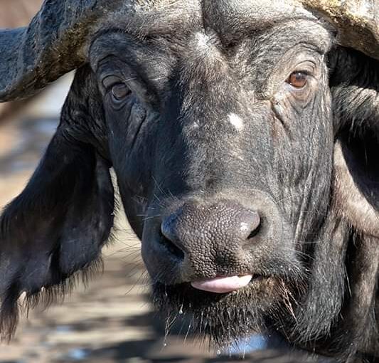 🌍 Partir en Safari en Afrique depuis Mayotte : 7 Conseils Essentiels pour une Aventure Inoubliables. 2025