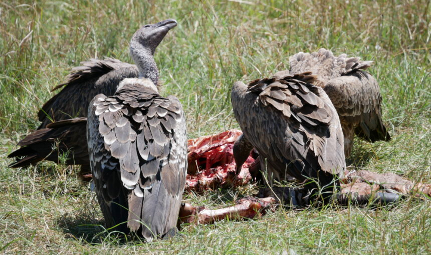 Voyager en Afrique 2025 : Préparez-vous pour une Aventure Unique