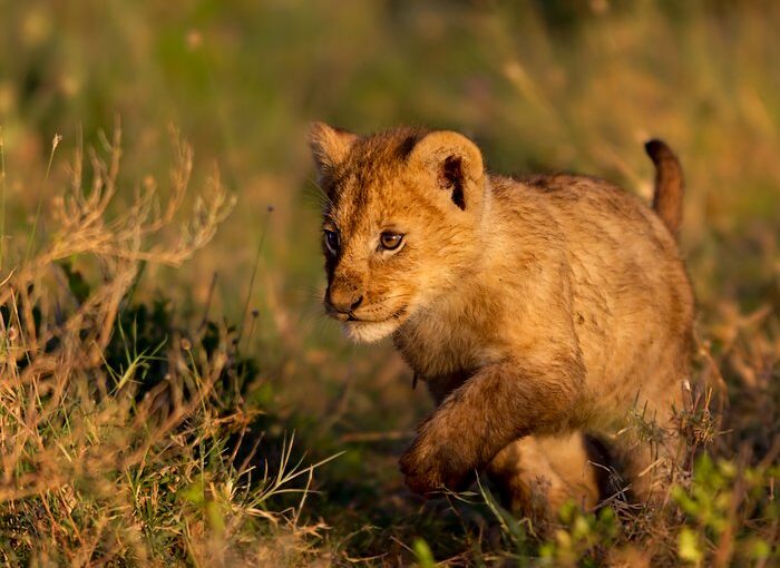 Où trouver l’expérience safari ultime en Afrique de l’Est 2024