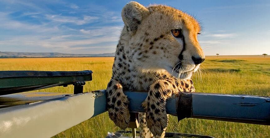 Voyage de Conservation : Comment Votre Safari Peut Soutenir la Protection de la Faune