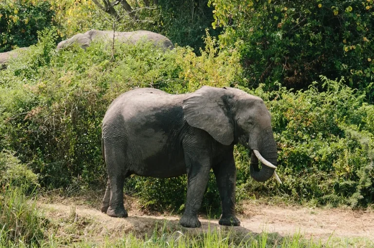 Destinations de Safari Émergentes : Pourquoi l’Ouganda est la Prochaine Grande Tendance