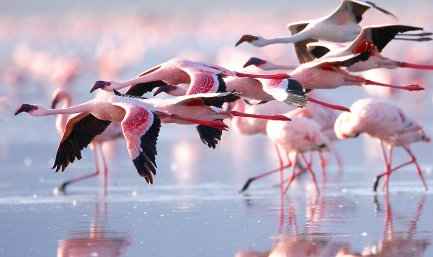 Explorer le Lac Nakuru : Flamants Roses et Merveilles Naturelles