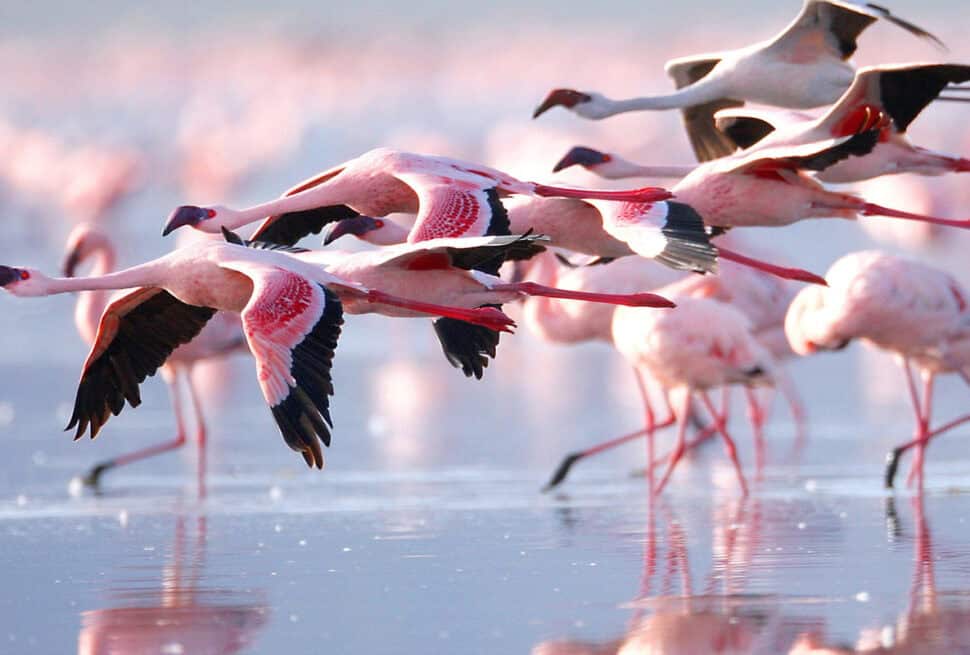 Safari au Lac Nakuru Flamants roses du Kenya Parc National du Lac Nakuru Observation des oiseaux au Kenya Safari en Afrique de l'Est Faune du Lac Nakuru Meilleure période pour visiter le Lac Nakuru Safari ornithologique au Kenya Demande de visa pour le Kenya Safari au Kenya