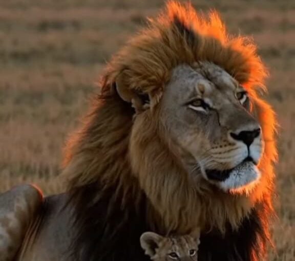 Découvrez les Trésors Cachés des Safaris en Afrique