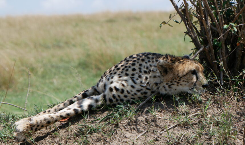 Tour Afrique : À la recherche de l’expérience safari ultime ?