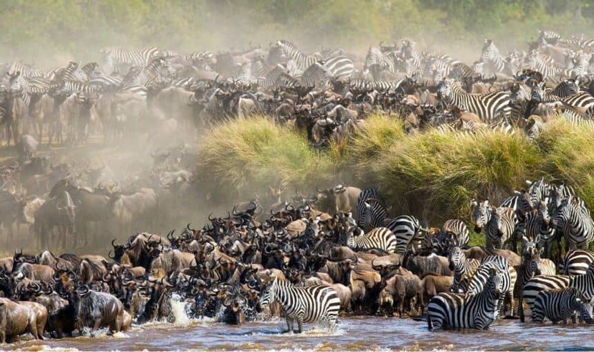 Safari au Maasai Mara : Vivez une Aventure Inoubliable