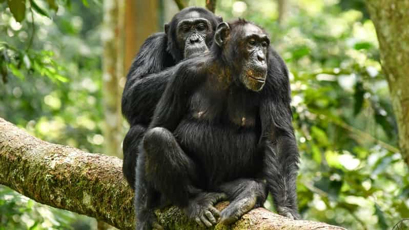 Meilleurs safaris africains", "Itinéraire Kenya Tanzanie", "Forfaits safari de luxe"