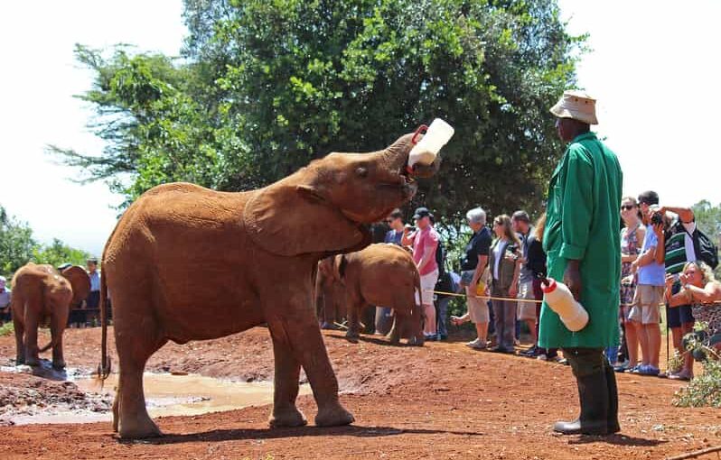 Comment Identifier la Meilleure Agence de Voyage en 5 Étapes pour Votre Safari