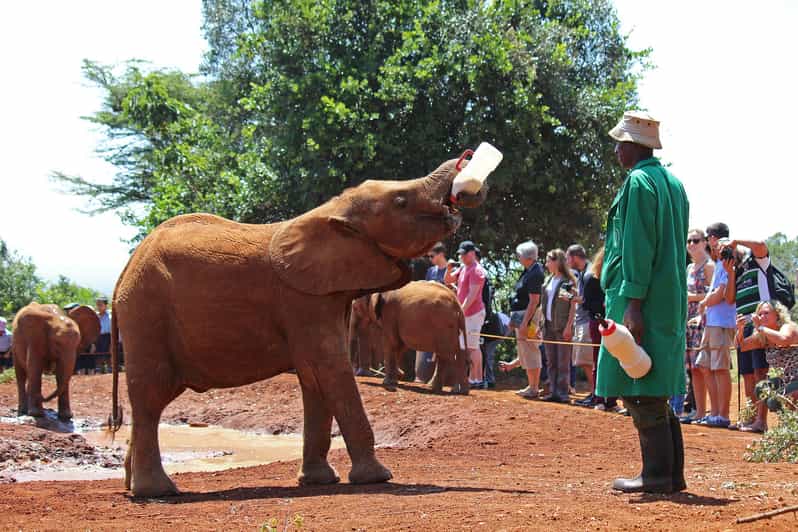 Comment Identifier la Meilleure Agence de Voyage en 5 Étapes pour Votre Safari