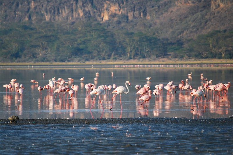 Safari au Lac Nakuru, espèces menacées, rhinocéros au Kenya, meilleurs spots d’ornithologie, conservation de la faune au Kenya.