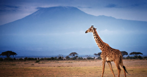 Circuits de safari abordables au Kenya : Vivez la nature sauvage sans vous ruiner