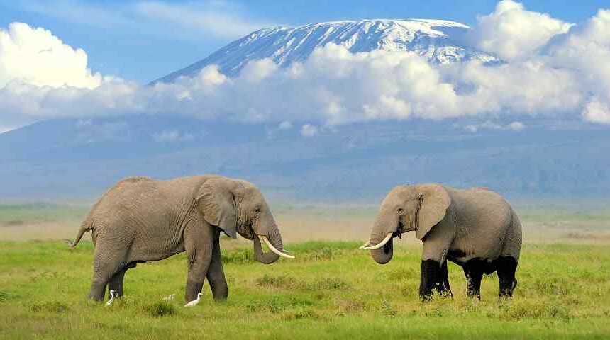 Pourquoi choisir un safari combiné au Kenya et en Tanzanie ?