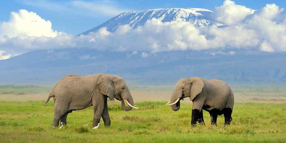 Pourquoi choisir un safari combiné au Kenya et en Tanzanie ?
