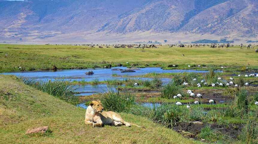 Pourquoi choisir un safari combiné au Kenya et en Tanzanie ?