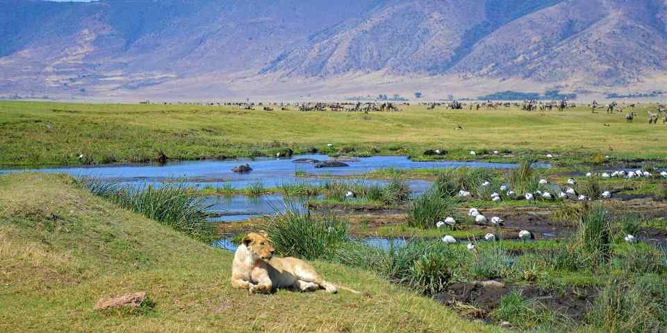 Pourquoi choisir un safari combiné au Kenya et en Tanzanie ?