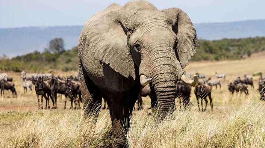 Safari en Afrique : Comparaison des Prix (Kenya, Tanzanie, Afrique du Sud)