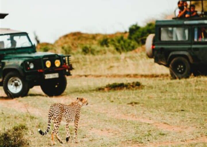 Safari en Afrique : 7 erreurs courantes à éviter pour une aventure inoubliable
