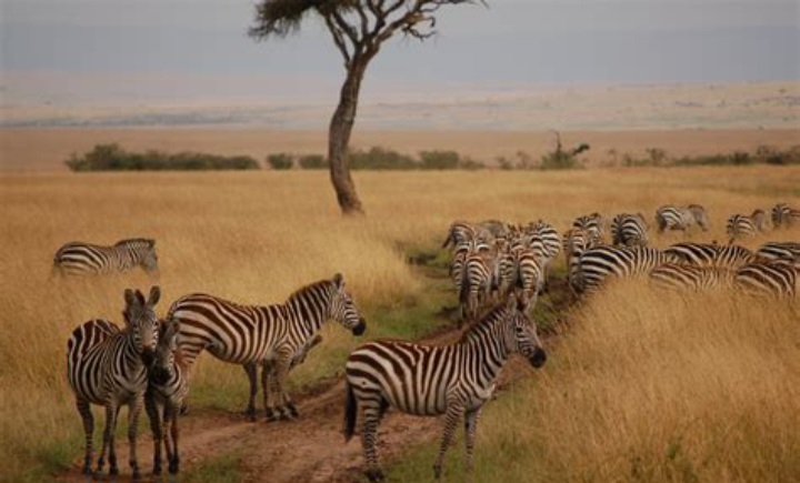 Combien coûte un safari de 5 jours au Kenya ?