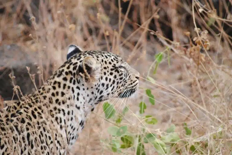 Kenya au-delà de la carte postale : Le guide local pour une exploration authentique