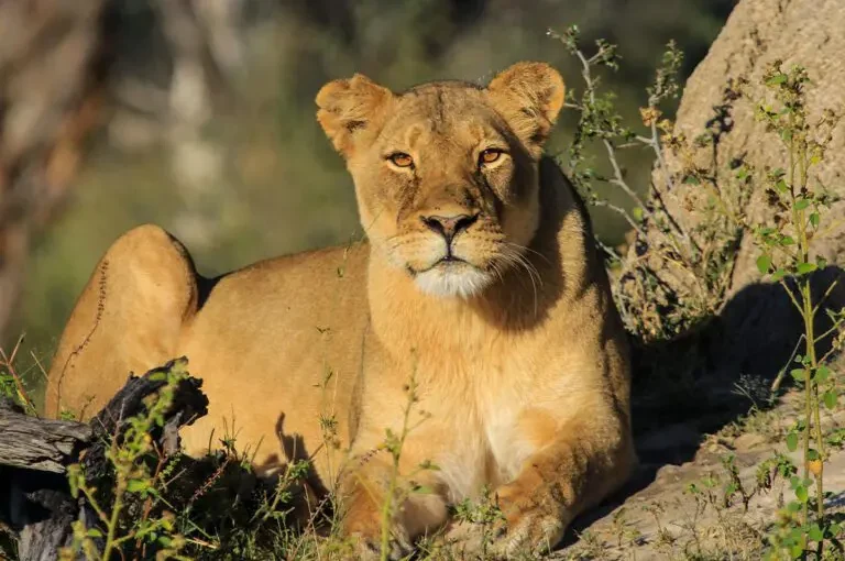 Tarification des Safaris Dévoilée : Ce Qui Est Inclus (et Ce Qui Ne L’est Pas)