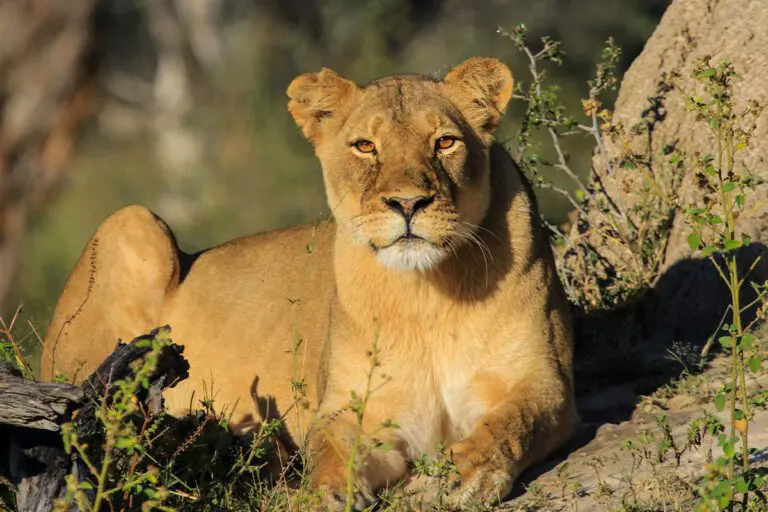 Tarification des Safaris Dévoilée : Ce Qui Est Inclus (et Ce Qui Ne L’est Pas)