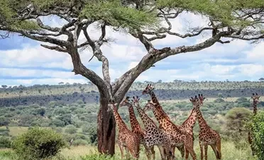 Partez pour un safari de 9 jours en Tanzanie à la découverte de Dar es Salaam, Selous, Ruaha et Mahale. Profitez de safaris inoubliables, du trekking avec les chimpanzés et de croisières en bateau. Réservez votre aventure dès maintenant