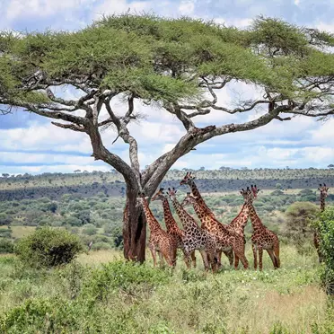 Partez pour un safari de 9 jours en Tanzanie à la découverte de Dar es Salaam, Selous, Ruaha et Mahale. Profitez de safaris inoubliables, du trekking avec les chimpanzés et de croisières en bateau. Réservez votre aventure dès maintenant